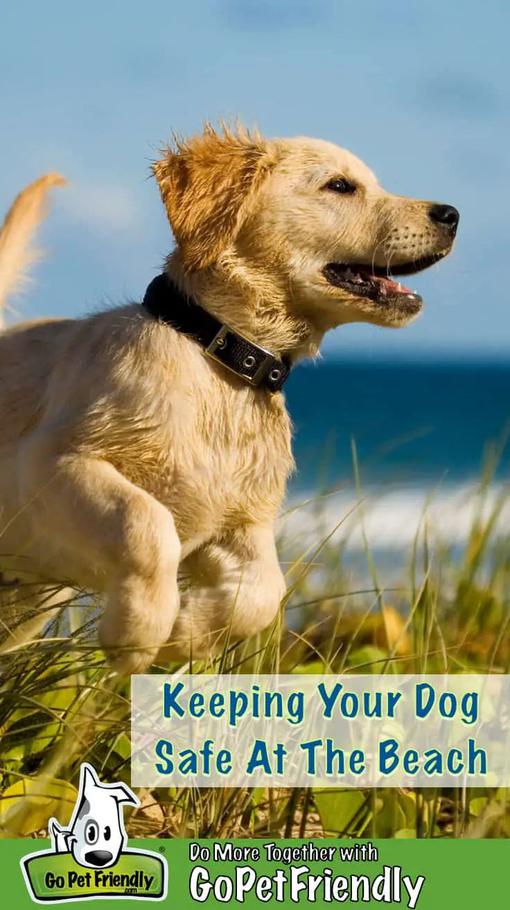 Keep your dog safe at the beach