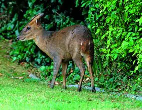 Muntjac – why do they wish to be culled?