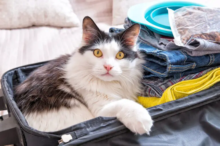 Traveling with your pet? Here are some tips to help you.