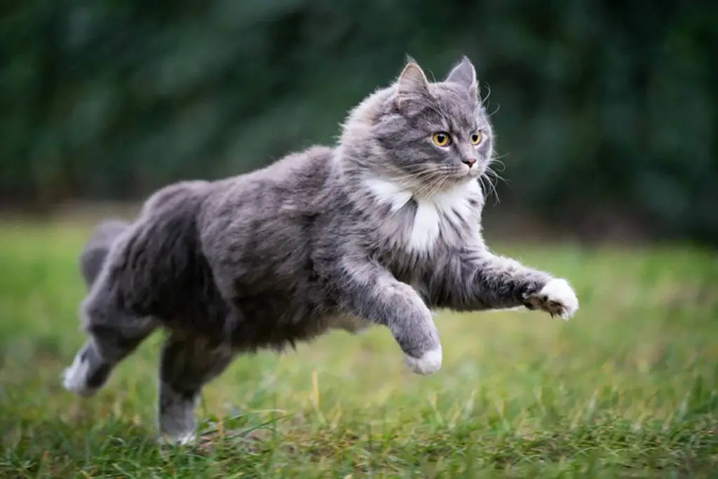 Are Cats Faster Than Dogs? Understanding Your Pet
