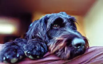 Schnauzers are susceptible to 5 common health issues.