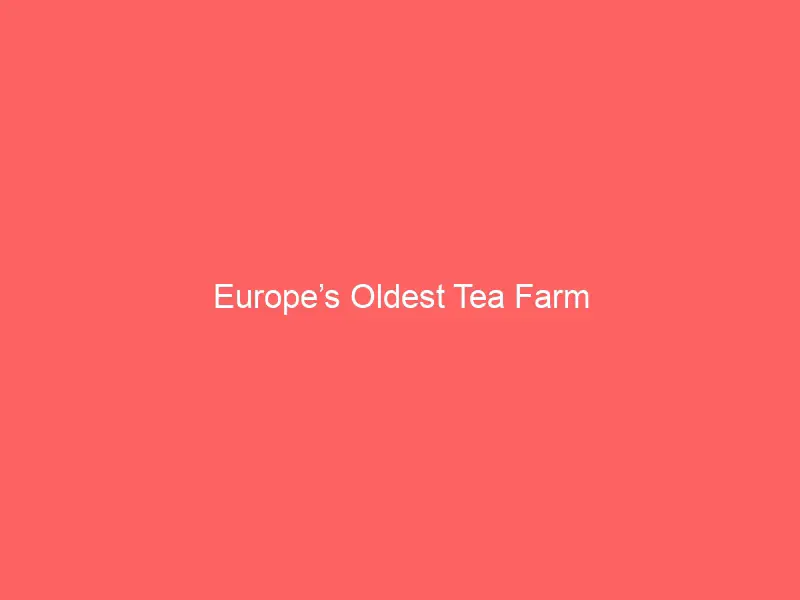 Europe’s Oldest Tea Farm
