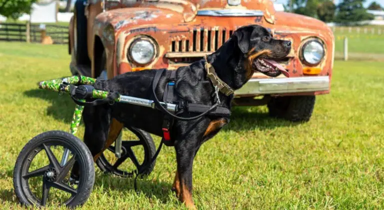 The Most Common Questions Regarding Dog Wheelchairs