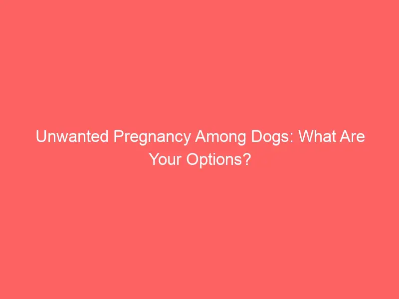 What options are available to you if your dog is pregnant?
