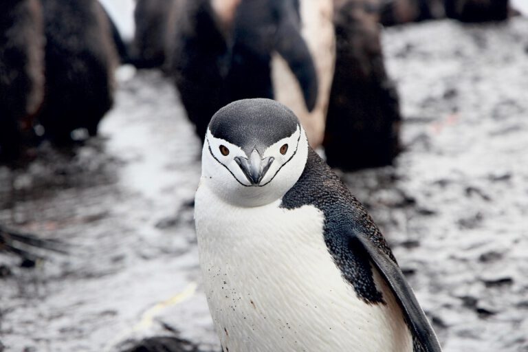 Nesting Chinstrap Penguins Take About 10,000 Naps A Day!