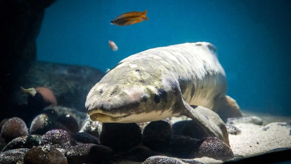 Meet Methuselah, The World's Oldest Living Aquarium Fish