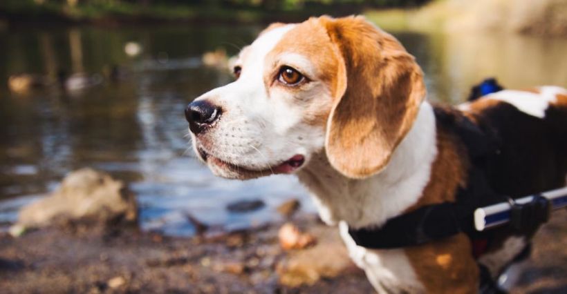 Beagle Health and Mobility Guide: The Road to Beagle Wellness