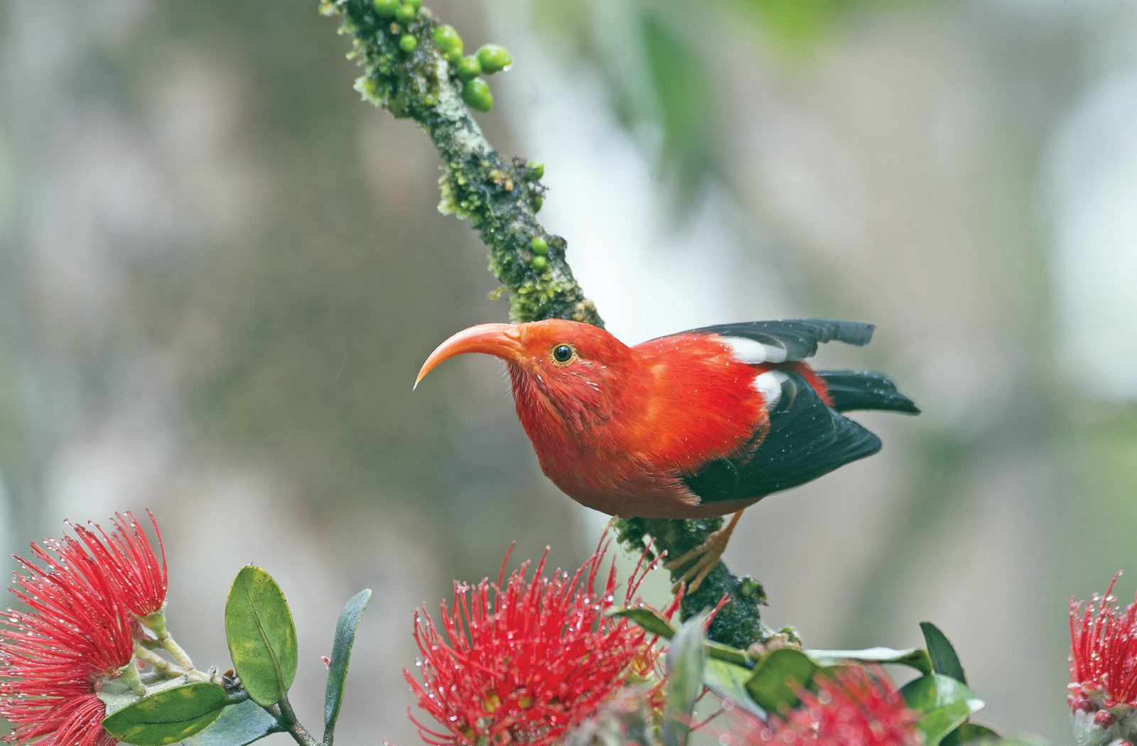 2024: The Year of the Forest Birds