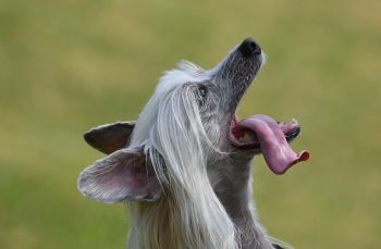 Ten Life Lessons from the Chinese Crested
