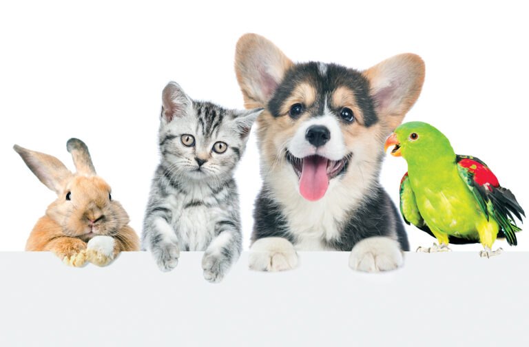 Selecting the Right Pet