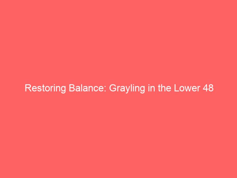 Grayling Restoring Balance in the Lower 48