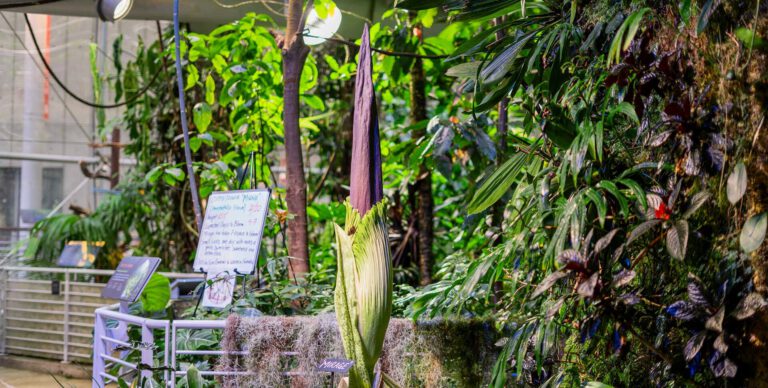 Stink Alert! A Massive Corpse Flower Is In Complete Bloom In San Francisco