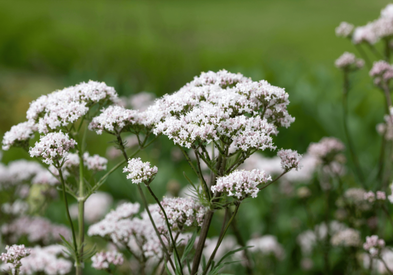 Valerian Can Help With Anxiety