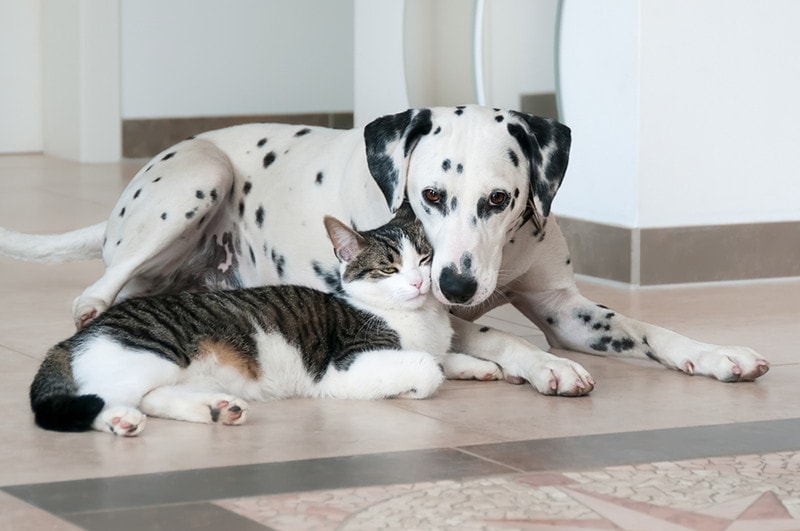 Can a dog get a cat pregnant? Vet reviewed explanation