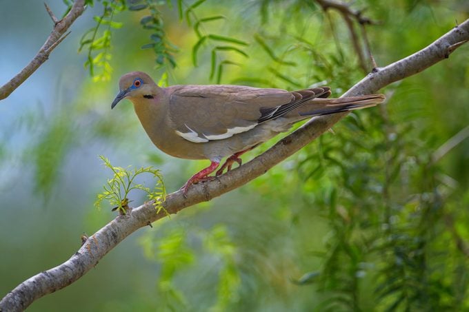 How to Identify the White-Winged Dove