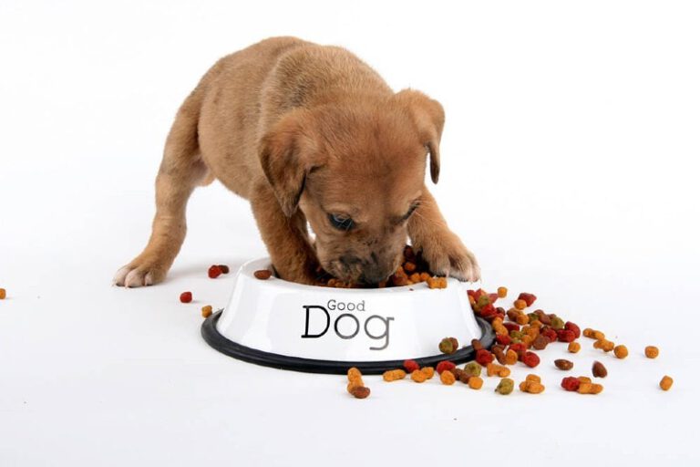 Why does my puppy eat so fast? 5 Vet-Reviewed Reasons & Advice