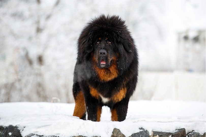 The 20 most expensive dog breeds by 2024