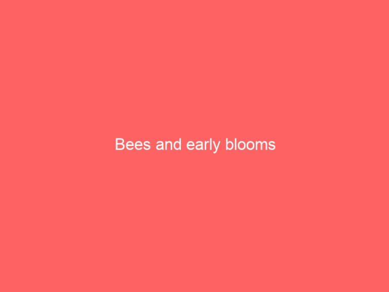 Bees and early blossoms
