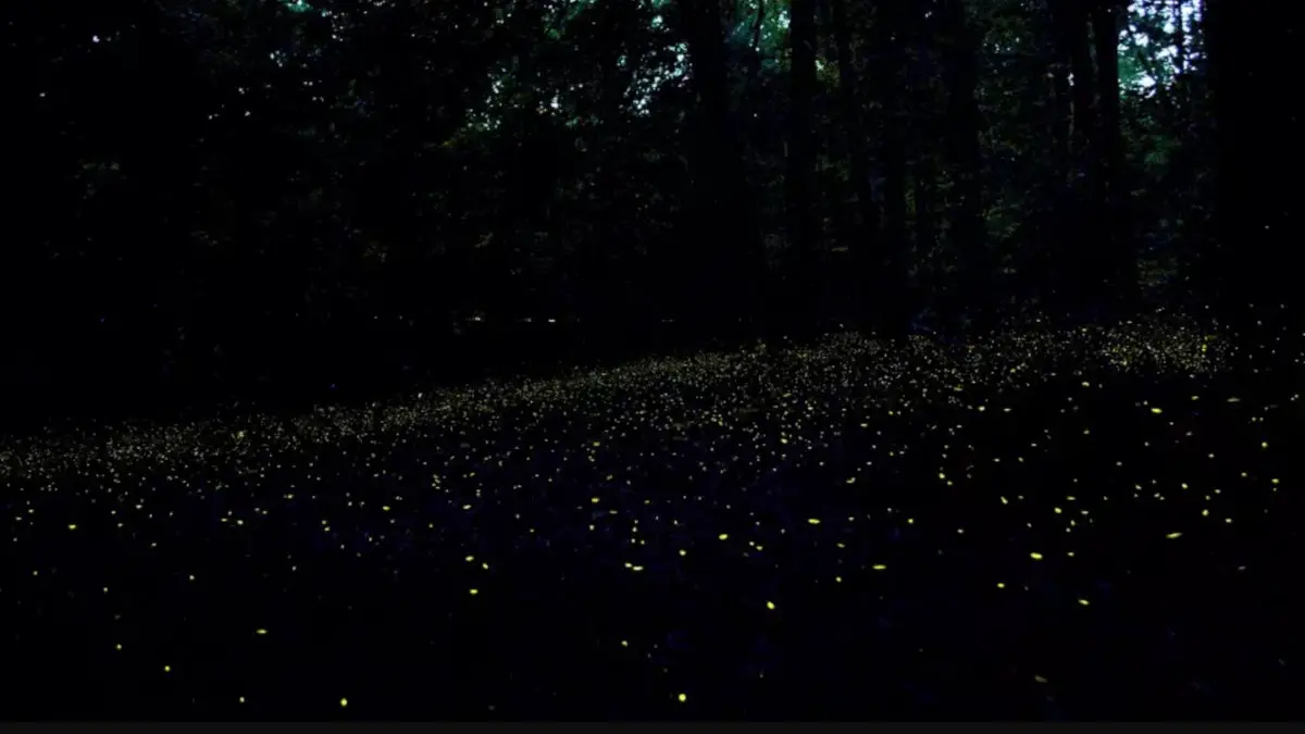 Want to See Congaree’s Synchronized Fireflies This Year? Here’s What You Need to Know.