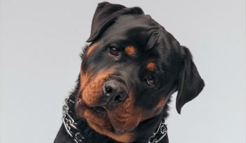 A new study shows that early neutering reduces the life expectancy of Rottweilers.