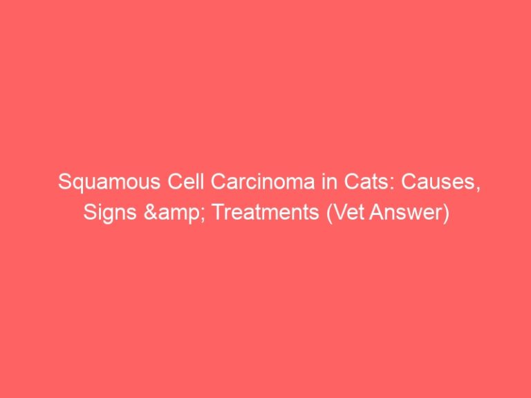 Squamous Cell Carcinoma in Cats: Causes, Signs & Treatments (Vet Answer)