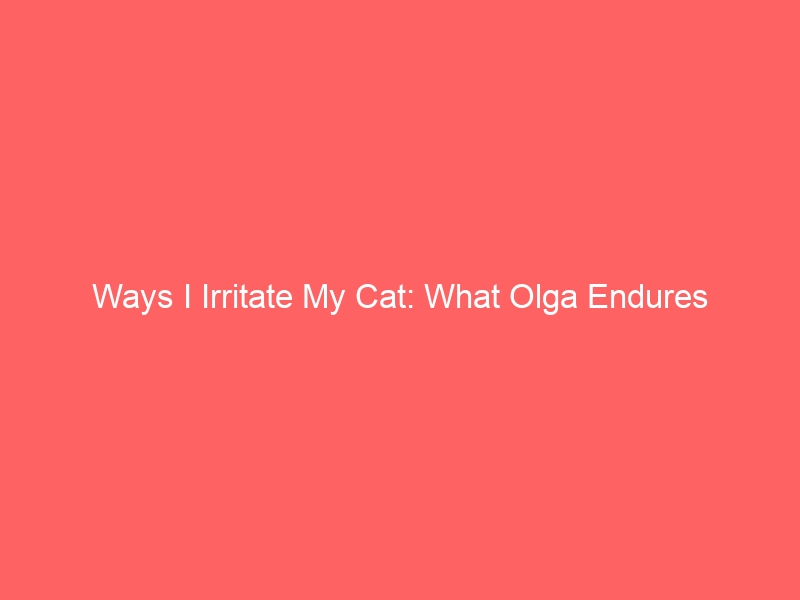 How I Raise My Cat: Olga’s Endurance