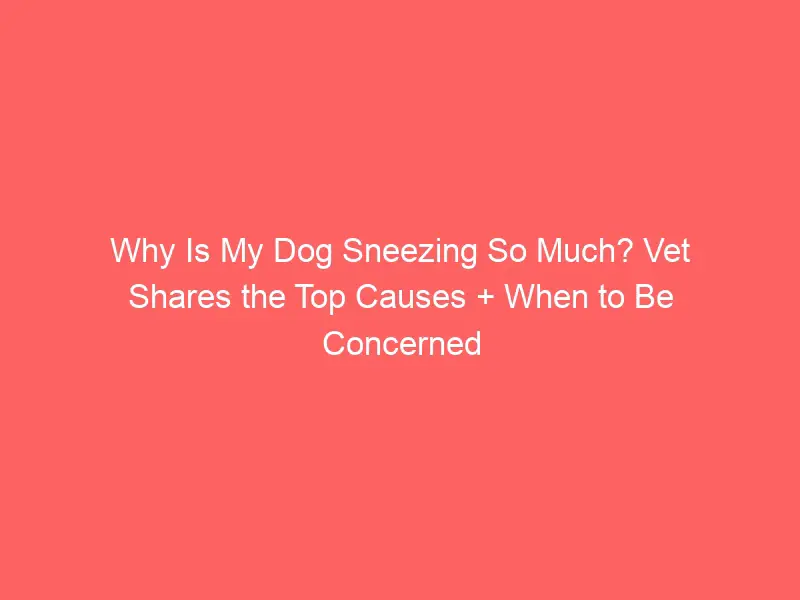 Why does my dog sneeze so much? Vet shares the top causes + when to be concerned