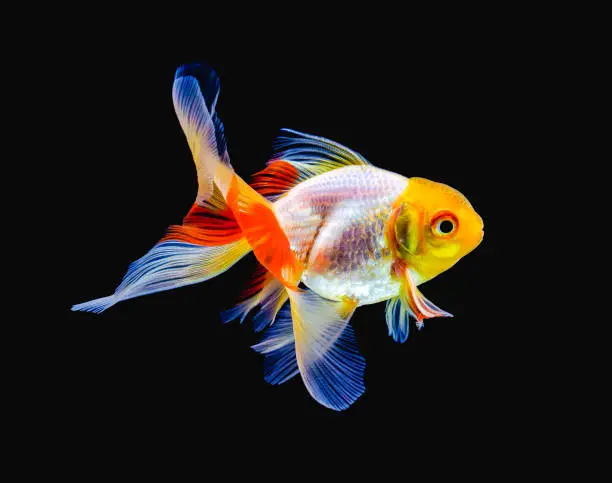 Understanding Oranda Goldfish Characteristics, Care and Upkeep