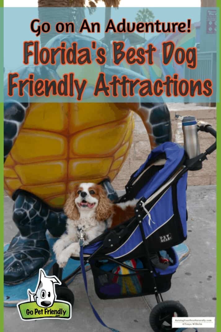 Florida’s Dog Friendly Beaches, Boat Tours, Train Rides and More!