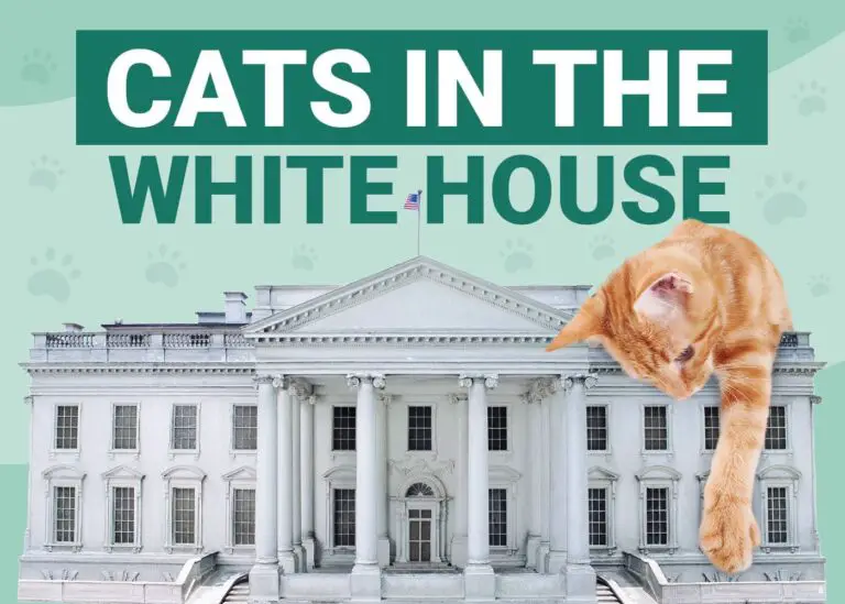 Cats In The White House: A Surprising Histories
