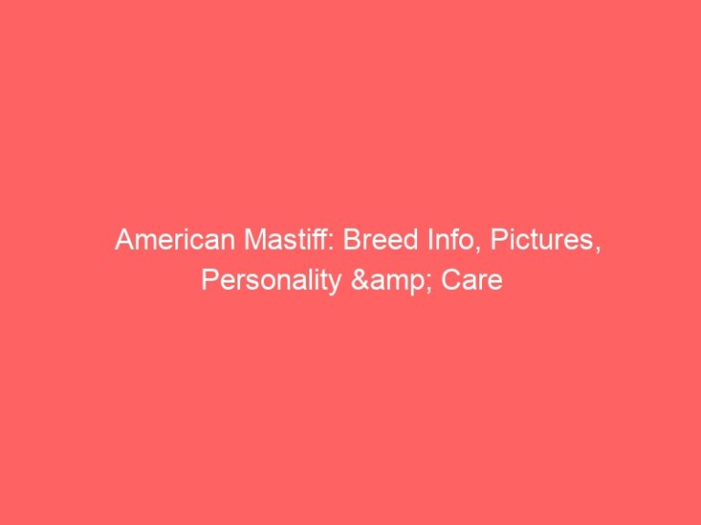 American Mastiff: Breed Info, Pictures, Personality & Care