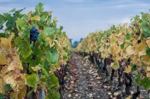 Burgundy wine stocks rise after 'generous' 2023 vintage