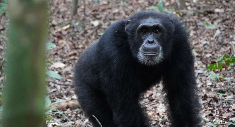 Chimpanzees Expand Their Territories Using Human-Like Tactics