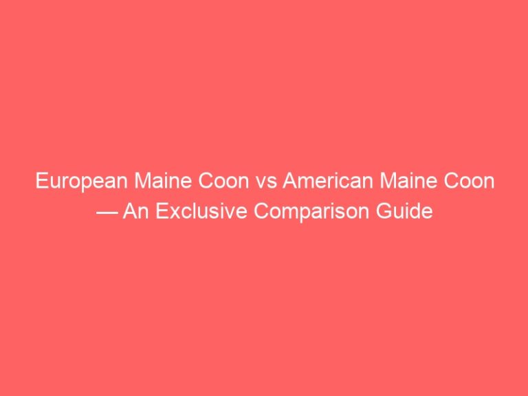 European Maine Coon vs American Maine Coon — An Exclusive Comparison Guide