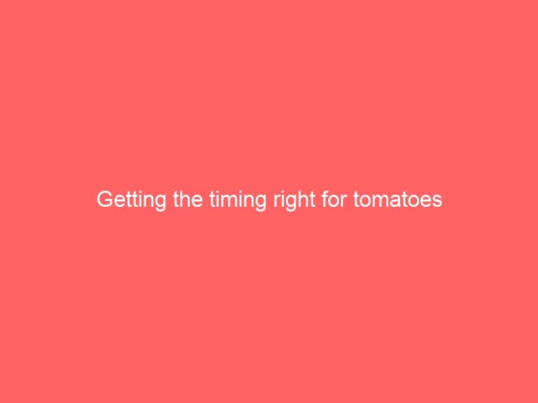 How to pick the right time for tomatoes