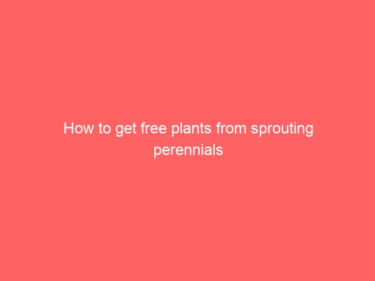 Free plants for sprouting perennials