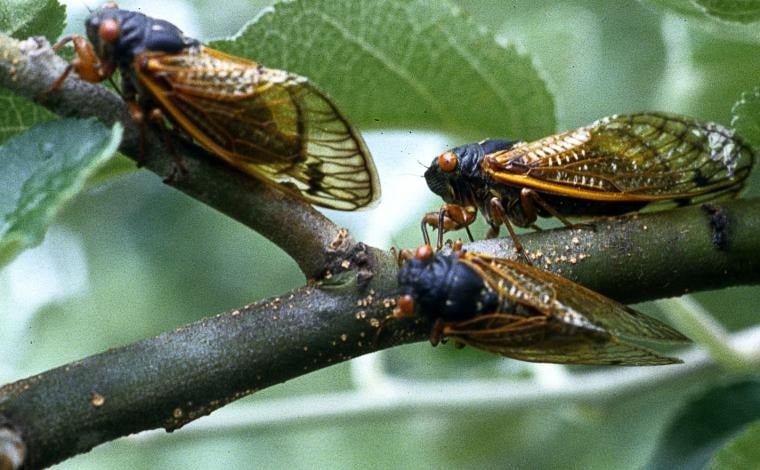 Two Cicada broods To Emerge At The Same Time In A Rare Occurrence