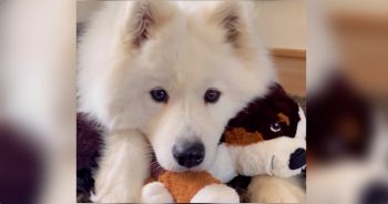 Pup’s Infatuation With Toy Inspires Parents To Adopt Real-Life Version