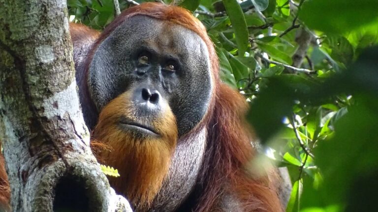 Smart Orangutan Uses Medicinal Plant To Heal Wound